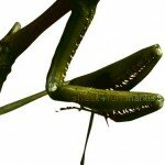 mantis